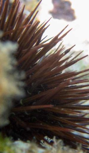 Agia Pelagia Sea Urchin